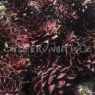 Sempervivum 'Tintenblut' en hiver (février)