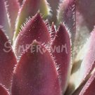 Sempervivum 'Lavender And Old Lace' Avril