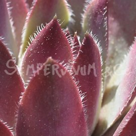 Sempervivum 'Lavender And Old Lace' Juin