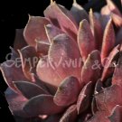 Sempervivum marmoreum  'Brunneifolium' Avril