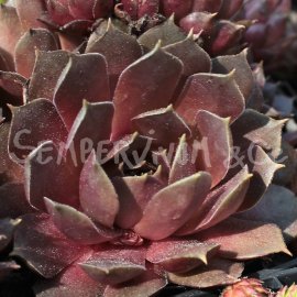Sempervivum marmoreum  'Brunneifolium' Avril