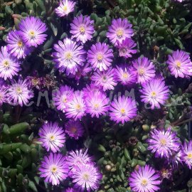 plantes grasses rustiques ! Delosperma-beaufort-select-violet