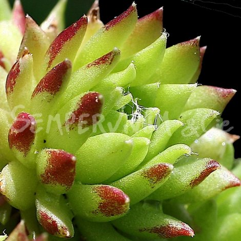 Sempervivum arachnoïdeum var. glabrescens avril
