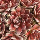 Sempervivum 'Pacific Red Tide' au printemps