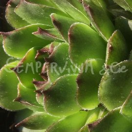 Sempervivum cantabricum