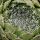 Sempervivum arachnoïdeum 'Major White''juillet