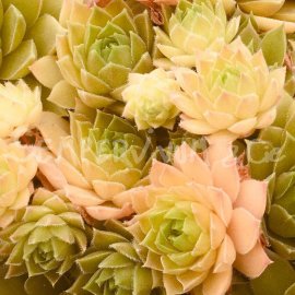 prometheum chrysanthum vivace/succulente/rocaille/jardin sec/rustique