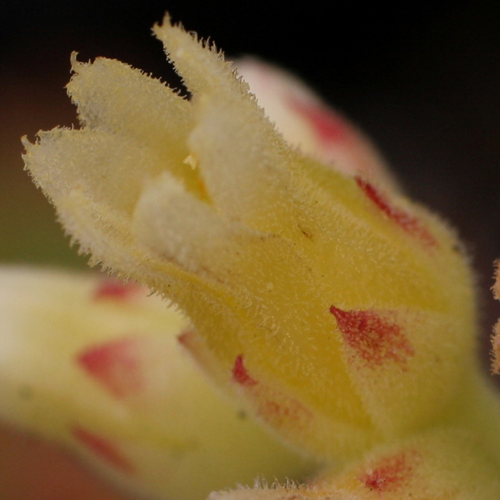 Fleurs de Jovibarba heuffelii à 6 pétales