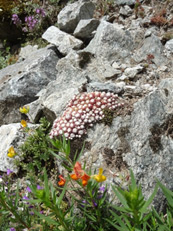 Sempervivum arachnoideum Alpes Ete