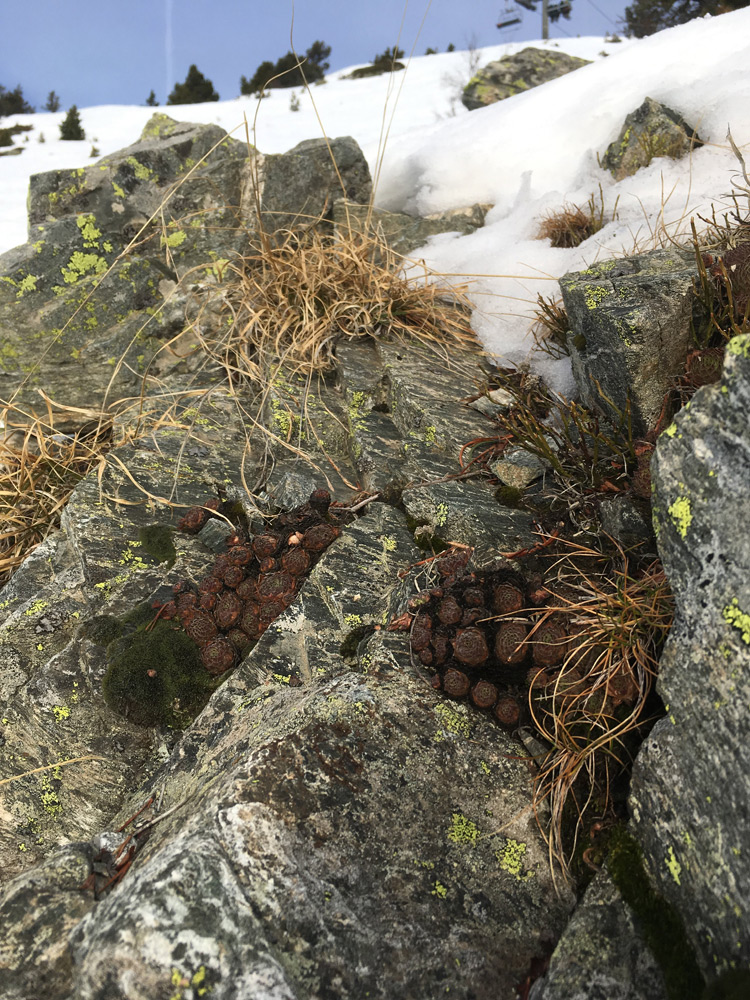 Sempervivum montanum Alpes Hiver